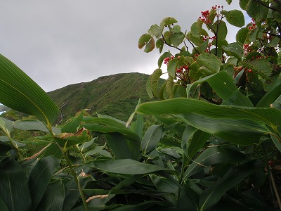 ヤブの隙間から三ノ峰