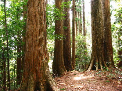 〇 天然杉の千本山美林、300年ものが広がってた