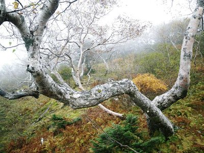 草もみじの登り