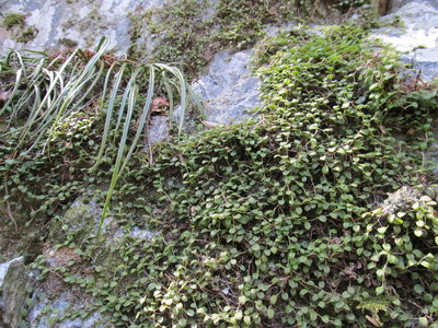 マメヅタランがいっぱい