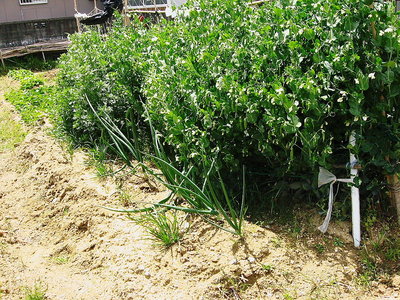 〇 スナックエンドウ旬食べごろだよ