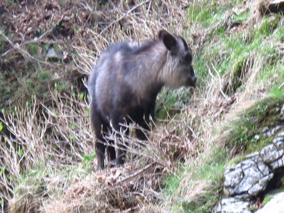 崖で草を食むカモシカ