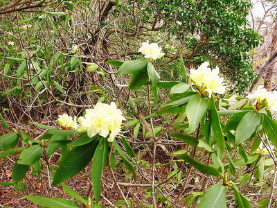 〇 ヒカゲツツジの表年かな、満開でしたワン