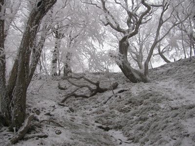 杉峠下の霧氷林