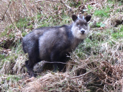 風折滝のカモシカ