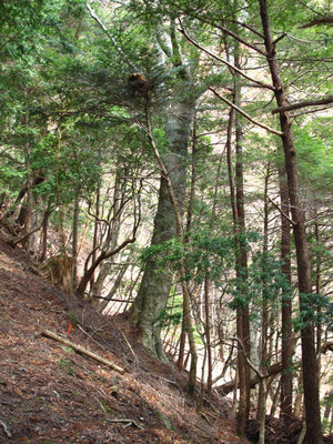 トラバースした杣道が植林地に着く地点