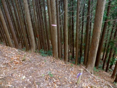 このテープで左の植林の中に入る