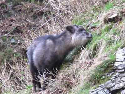 カモシカの食事風景