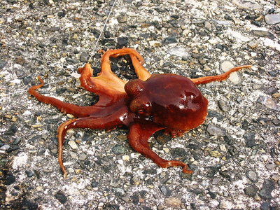 〇 タコ連れたよ、酒の肴にウデタコ