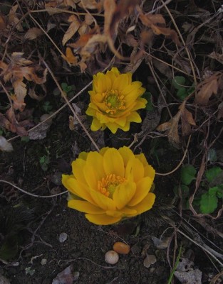 もう春です（2日、飯高・赤桶にて）