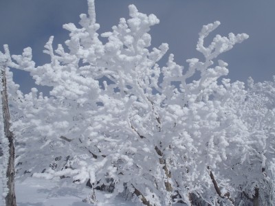 P2100014.JPG (3.12 MiB) 閲覧された回数 53200 回 去年の状態