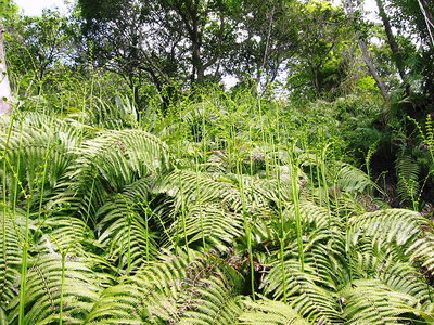 〇 ウラジロの新芽ってオモシロい伸び方するんだ。