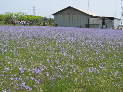 マツバウンラン