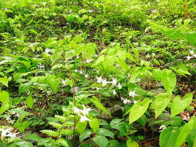 〇 白イカリソウ群落、花は小さいなあ