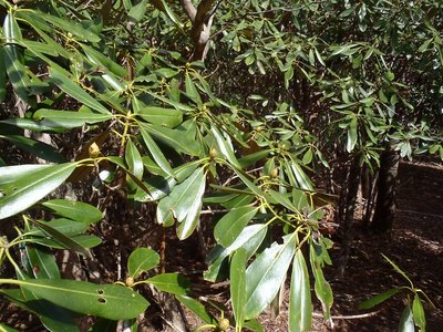 伊勢辻山シャクナゲつぼみ