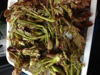 日曜のその後の収穫。。。