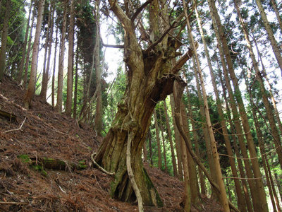 蜂の巣谷の植林地の木