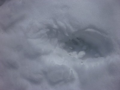 s-P1080068.jpg (52.26 KiB) 閲覧された回数 7999 回 熊さん