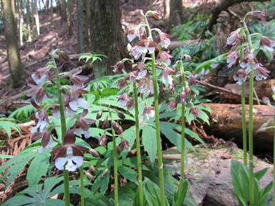 咲きはじめました。