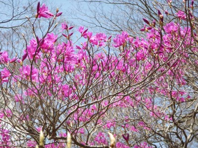 P1020958.jpg (234.76 KiB) 閲覧された回数 8149 回 満開のミツバツツジ