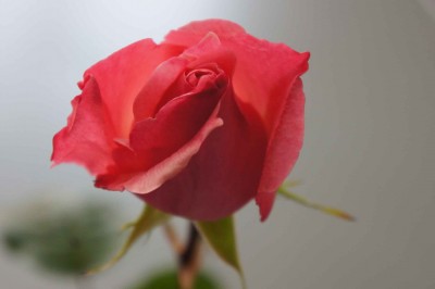 ミラーレスの画像Sを1/5縮小しました。