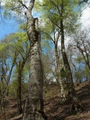 芦生のブナ(古いデジカメで)