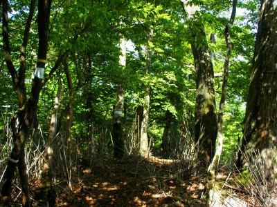 co１１７０ｍピーク北東尾根の様子。