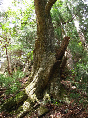 お金明神の目印の古木