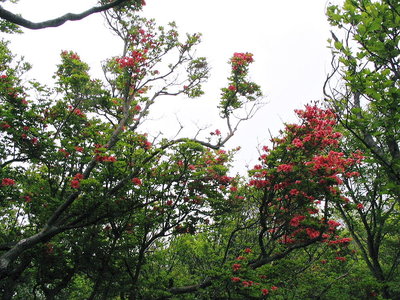 〇 ヤマツツジも負けずと咲き競う