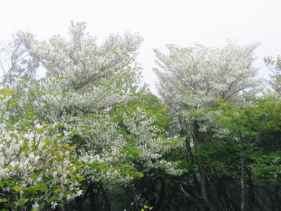 〇 鈴鹿の山は花の山です、今年はその酔うに成りそうです
