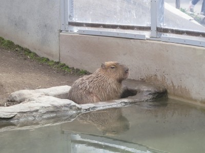 IMG_1512.jpg (133.48 KiB) 閲覧された回数 3472 回 カピバラ