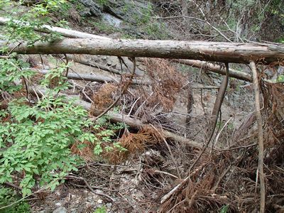 道に迷って倒木沢で万事窮す