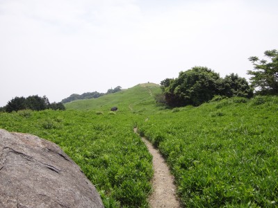 基山 山頂の草山.JPG (6.84 MiB) 閲覧された回数 3714 回 山頂の草山