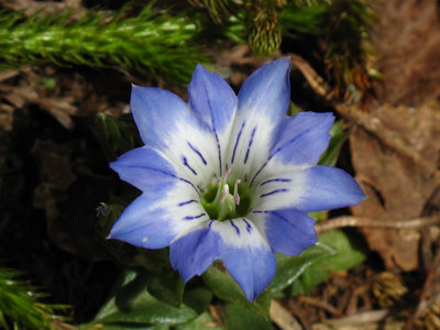 水舟の池のハルリンドウ