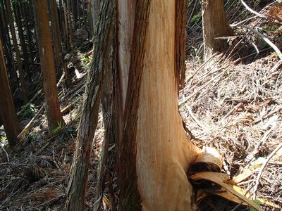 剥ぎ取られた樹木全体