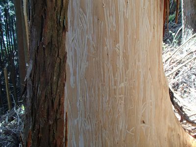 剥ぎ取られた幹拡大