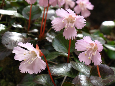 北谷尻谷のイワウチワ