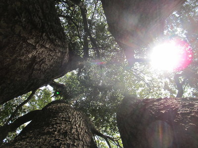 IMG_2454.JPG (285.01 KiB) 閲覧された回数 4736 回 五又の楠①