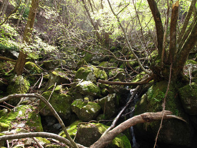新緑の蜂の巣谷