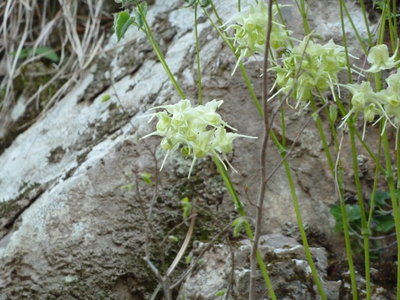 キバナイカリソウ