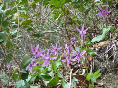 林道歩きも楽し2