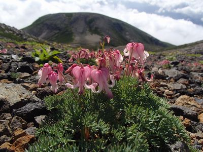 剣ヶ峰下のコマクサ「