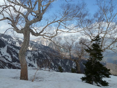 ダケカンバと三方崩