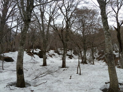 まだまだ食べられます。東面台地下部