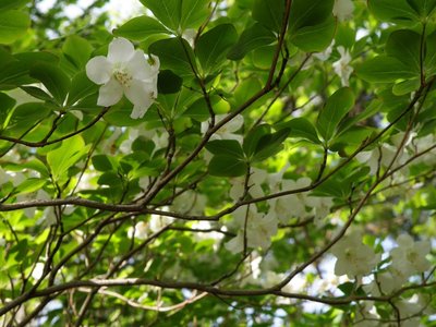 滝見尾根に咲きだしたシロヤシオ
