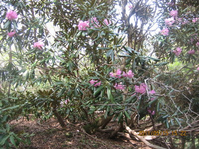 20110515tengudo_manno 029.jpg (1.12 MiB) 閲覧された回数 17426 回 石楠花の尾根