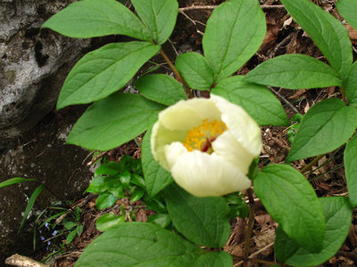 プレゼントの白玉