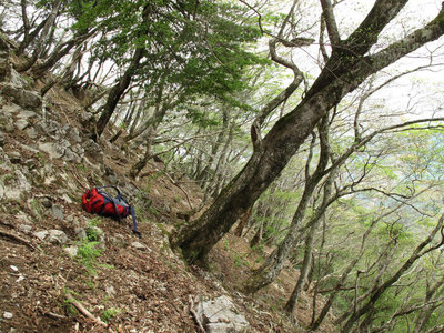 羽瀬尾の目印の木