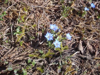 銚子ヶ口のハルリンドウ