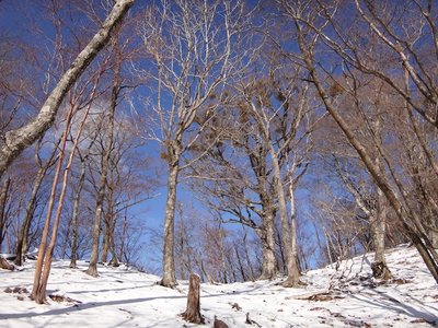 木組峠鞍部から北側の尾根.JPG (186.68 KiB) 閲覧された回数 4367 回 木組峠鞍部から北側の尾根